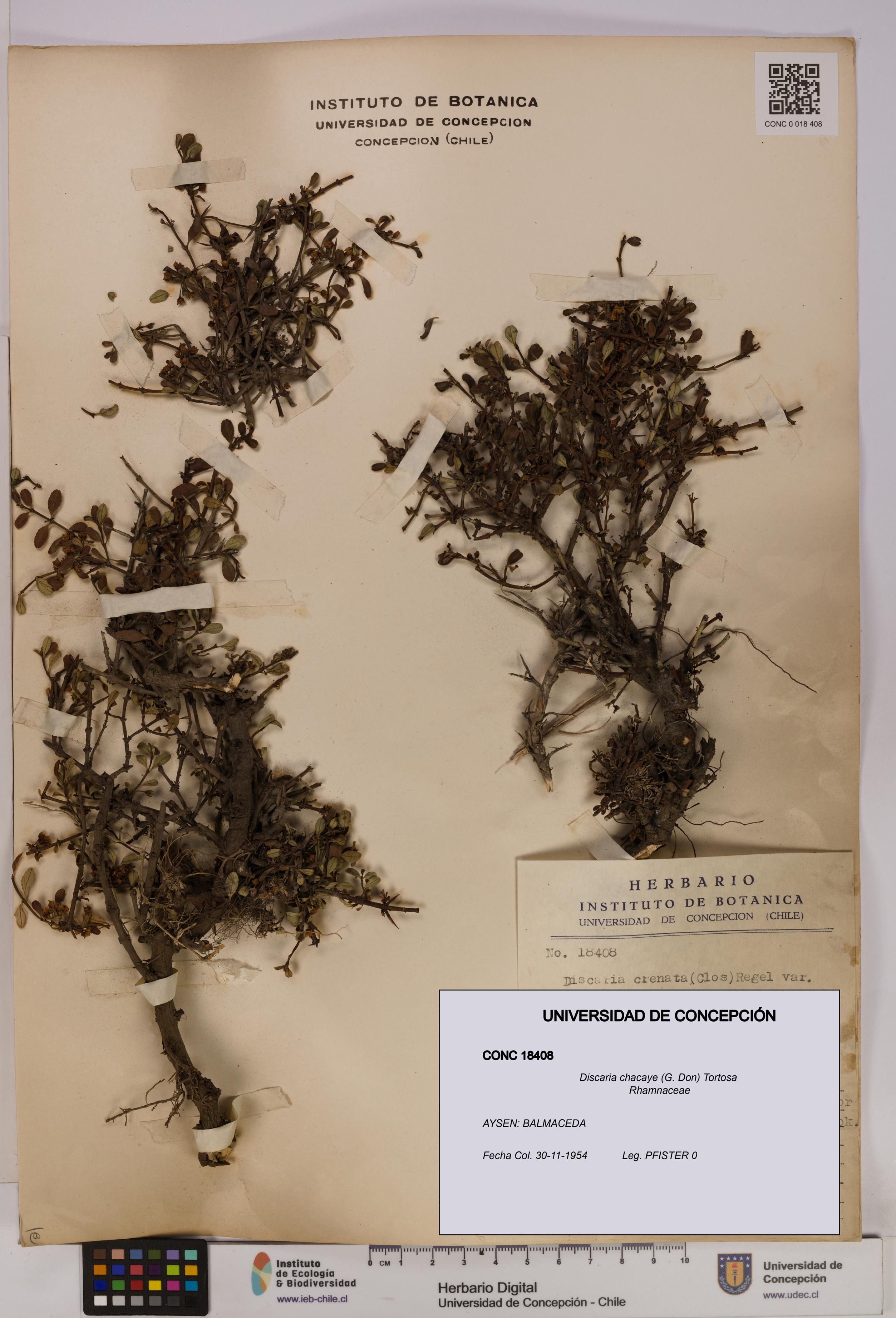 Discaria chacaye [Espécimen: UDEC:CONC:0018408]