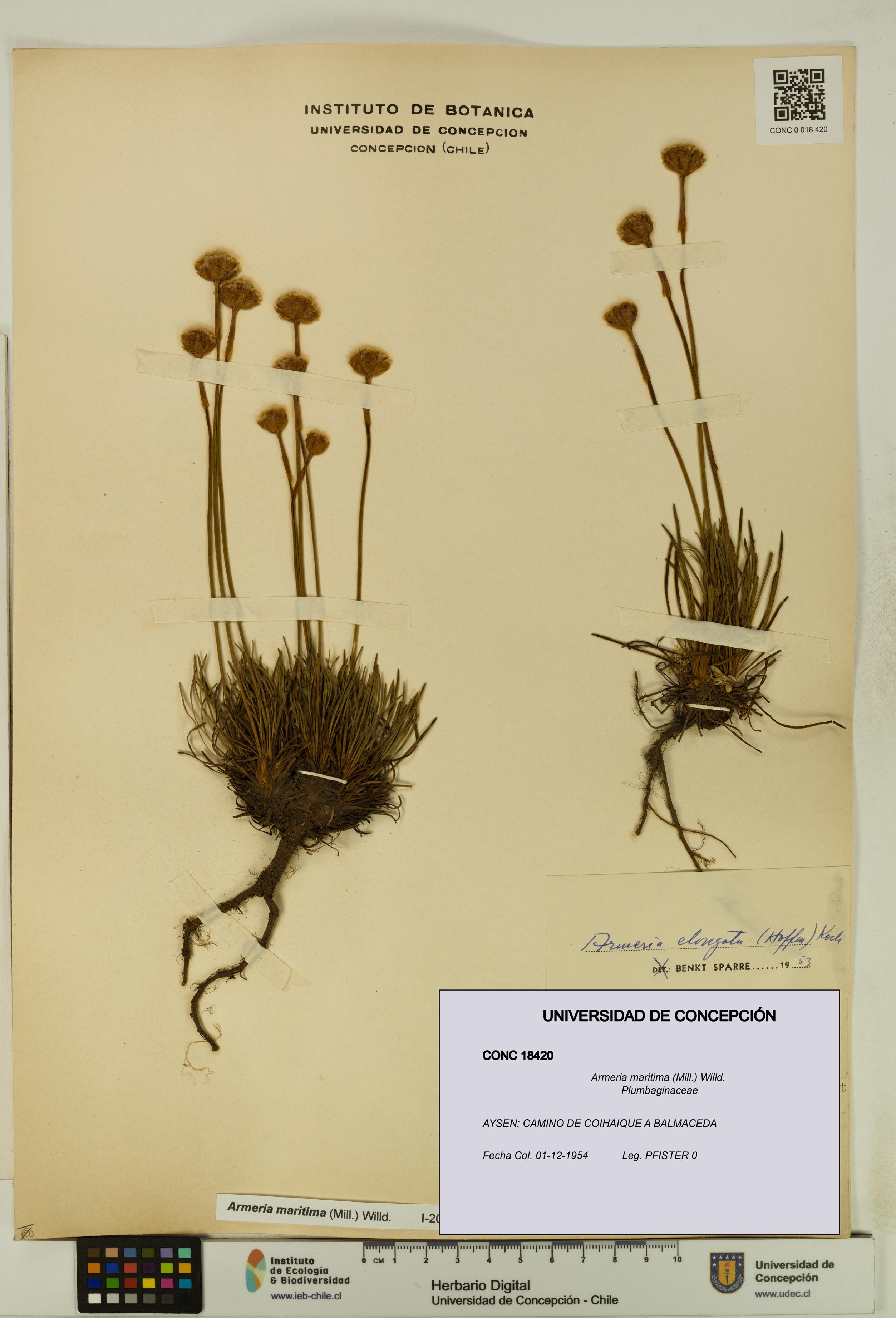 Armeria maritima [Espécimen: UDEC:CONC:0018420]
