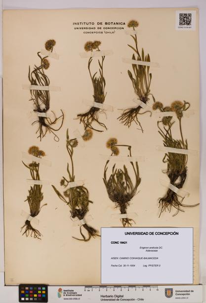 Erigeron andicola [Espécimen: UDEC:CONC:0018421]