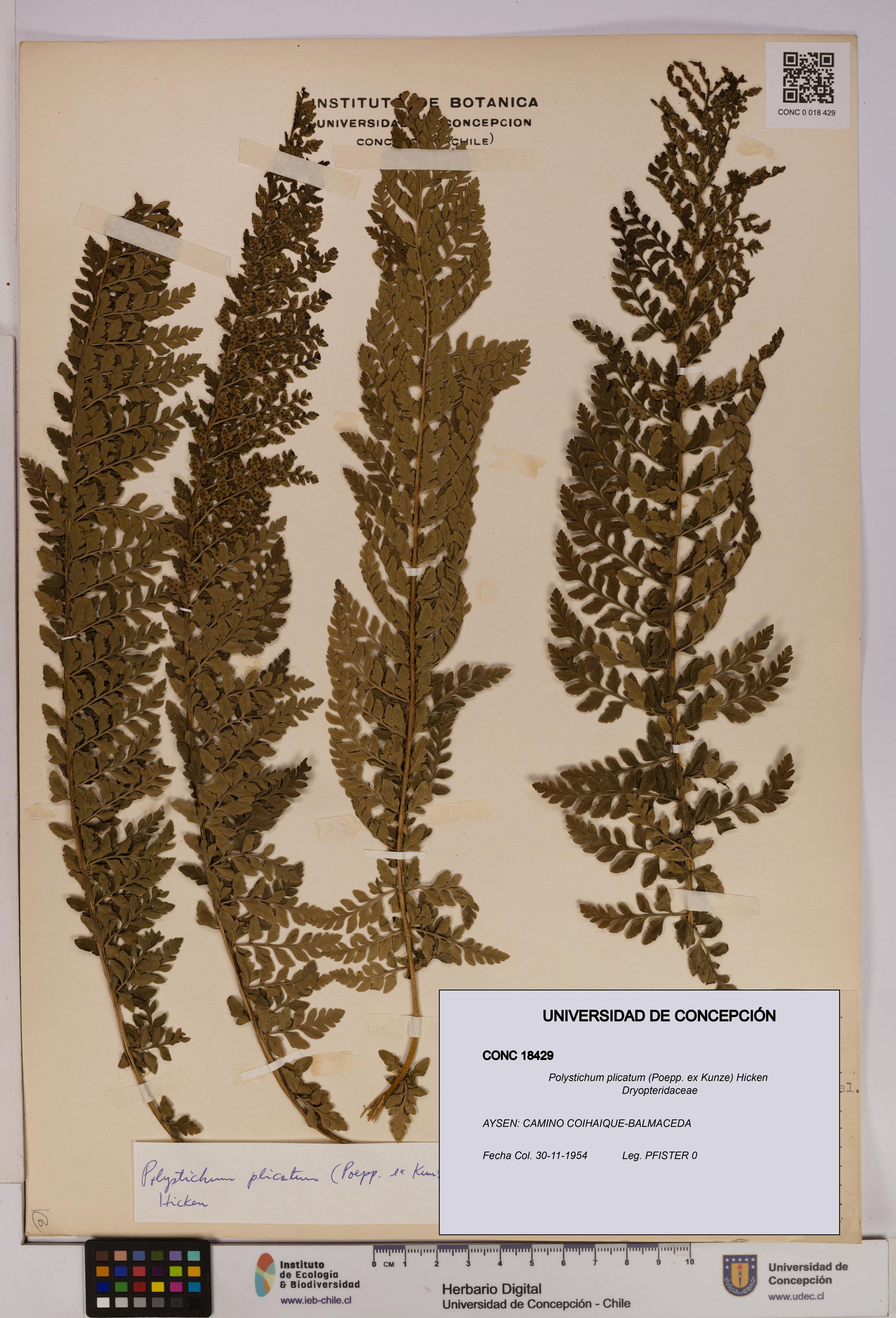 Polystichum plicatum [Espécimen: UDEC:CONC:0018429]