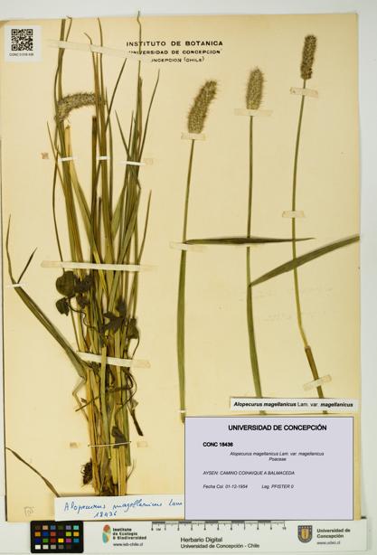 Alopecurus magellanicus var. magellanicus [Espécimen: UDEC:CONC:0018436]