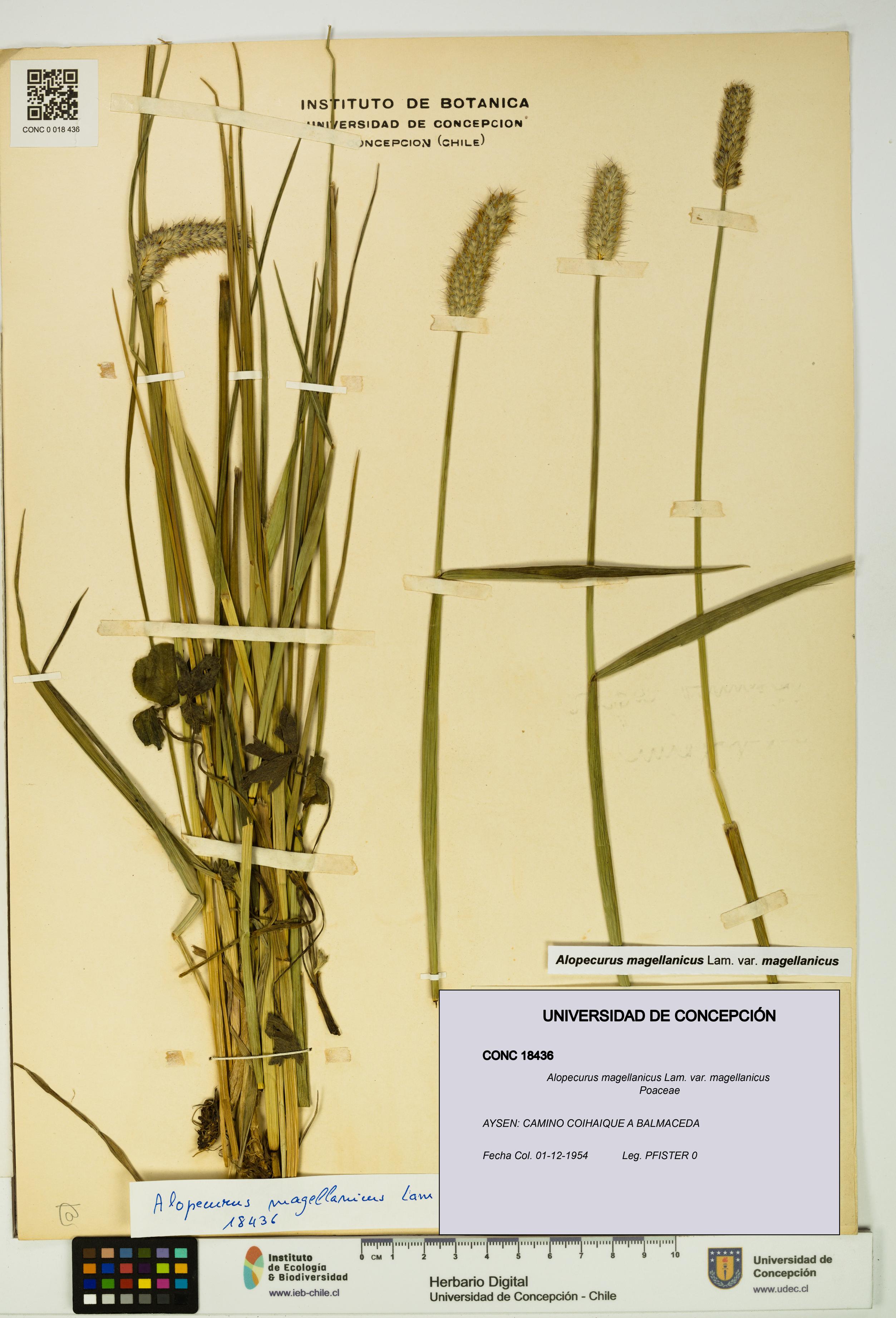 Alopecurus magellanicus var. magellanicus [Espécimen: UDEC:CONC:0018436]