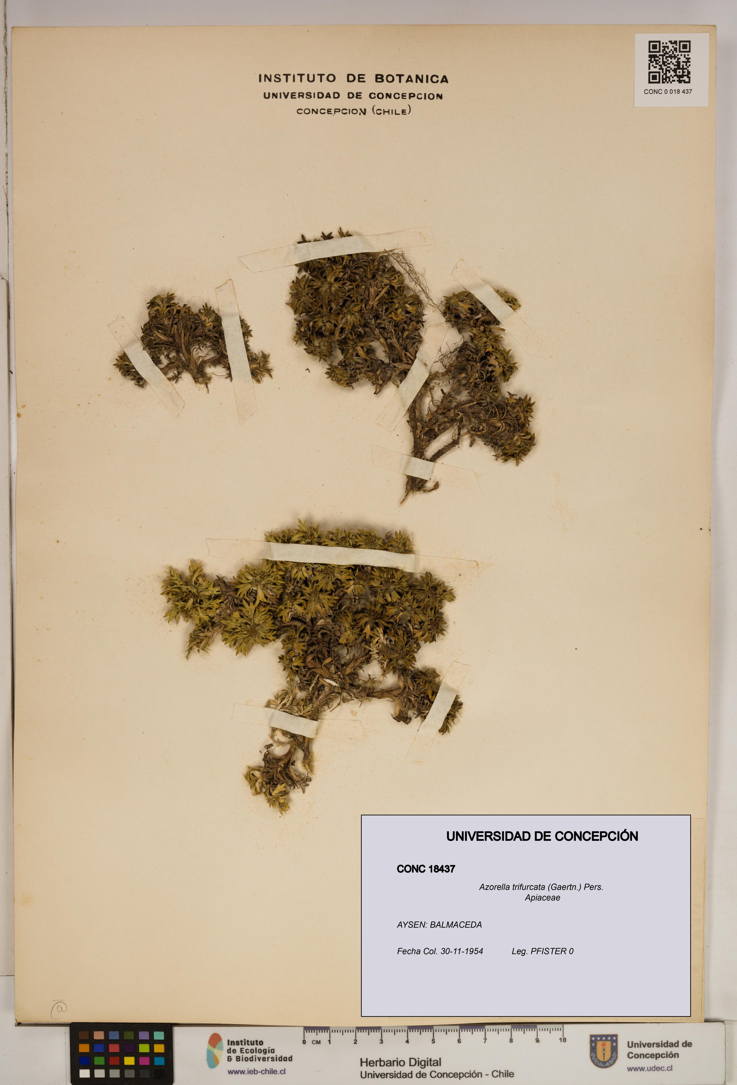 Azorella trifurcata [Espécimen: ]