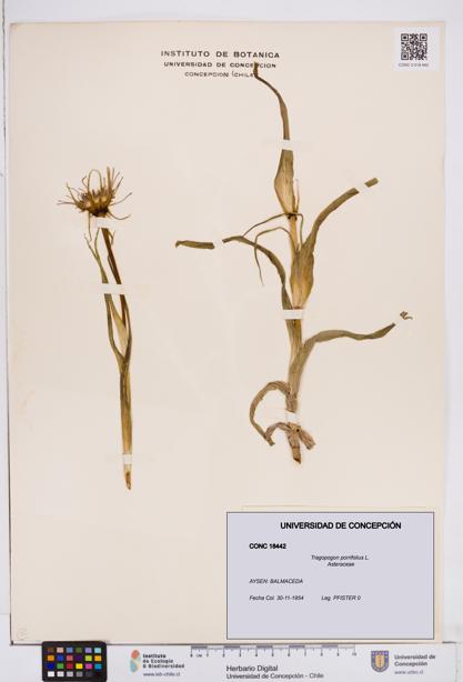 Tragopogon porrifolius [Espécimen: ]