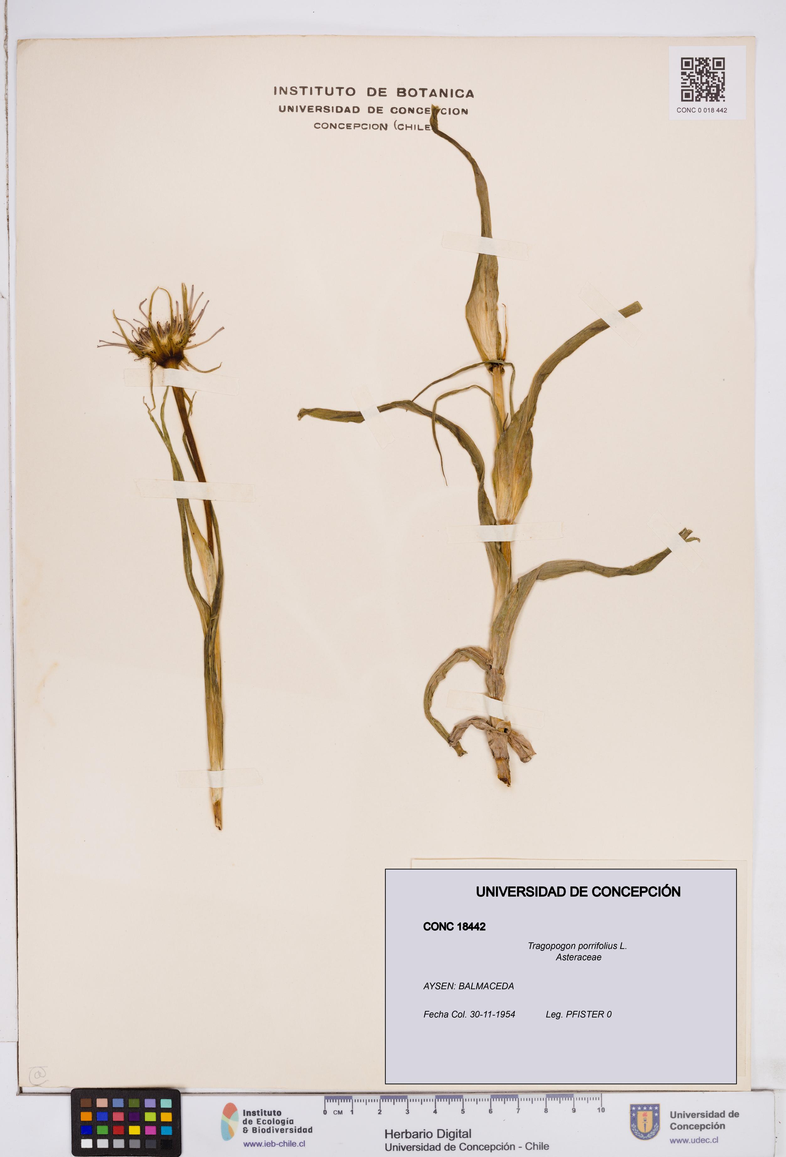 Tragopogon porrifolius [Espécimen: ]