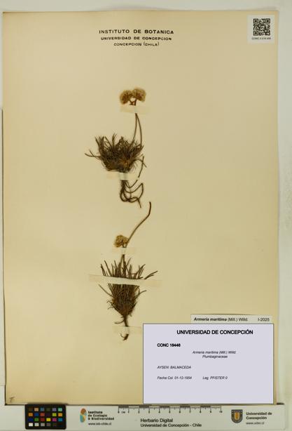Armeria maritima [Espécimen: UDEC:CONC:0018446]