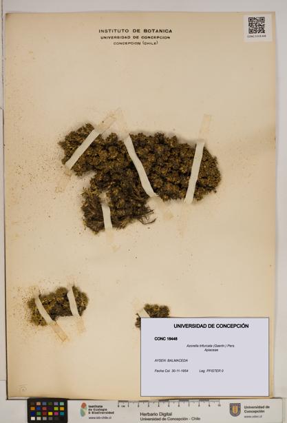 Azorella trifurcata [Espécimen: ]