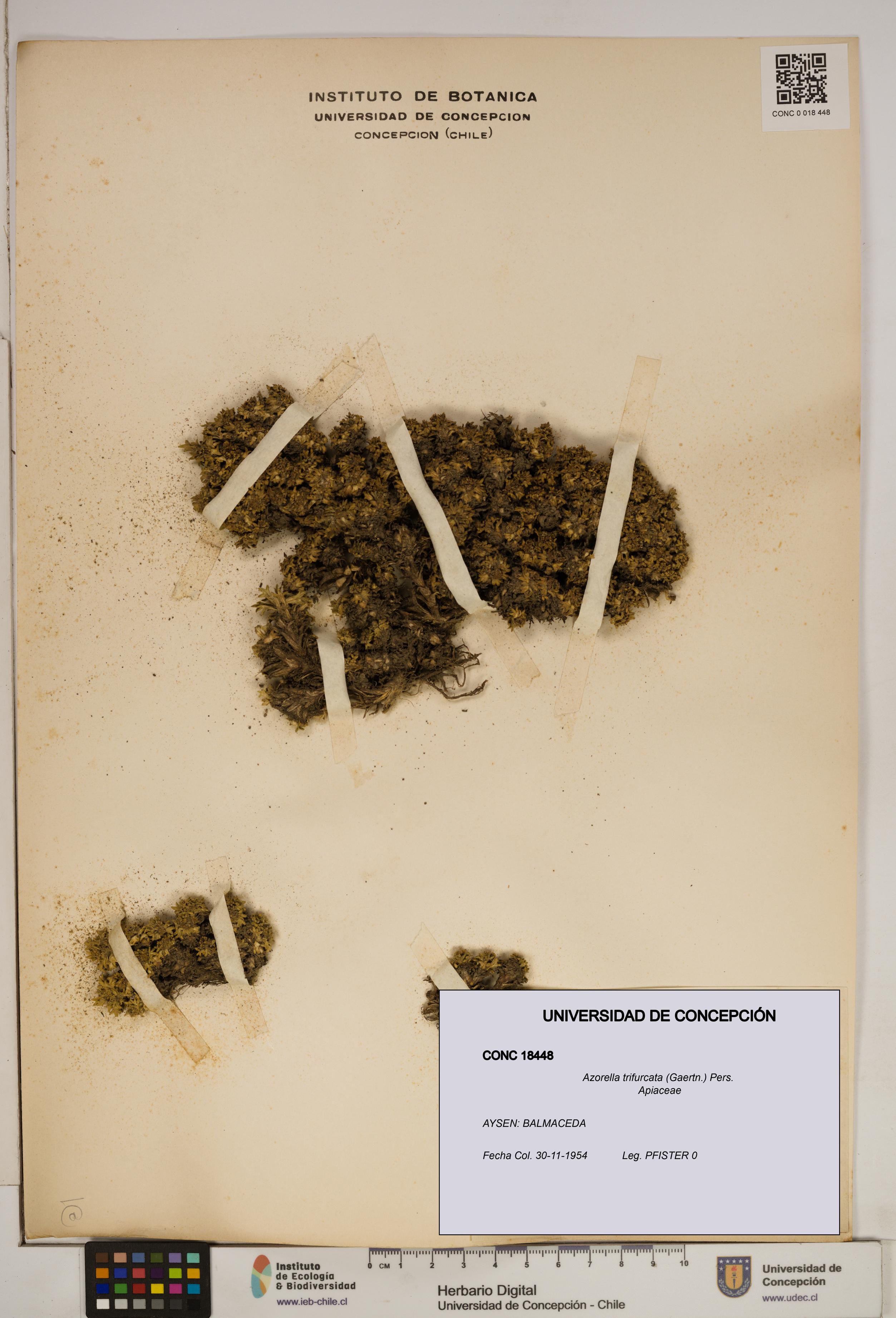 Azorella trifurcata [Espécimen: ]