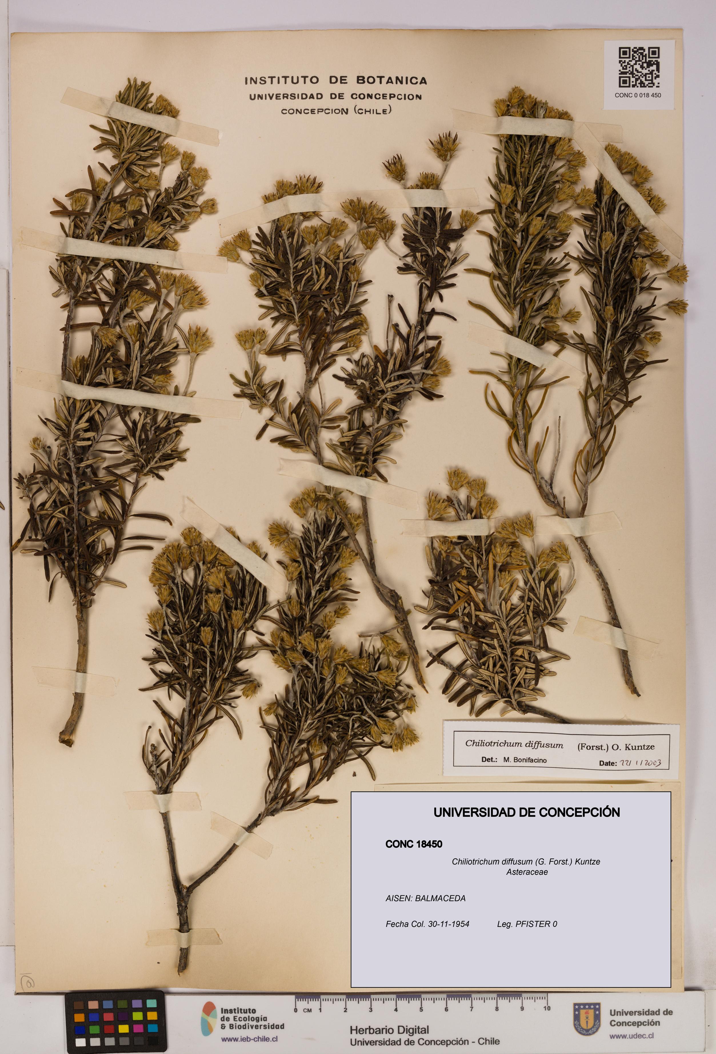 Chiliotrichum diffusum [Espécimen: UDEC:CONC:0018450]
