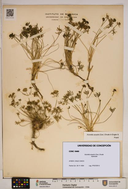 Azorella acaulis [Espécimen: ]