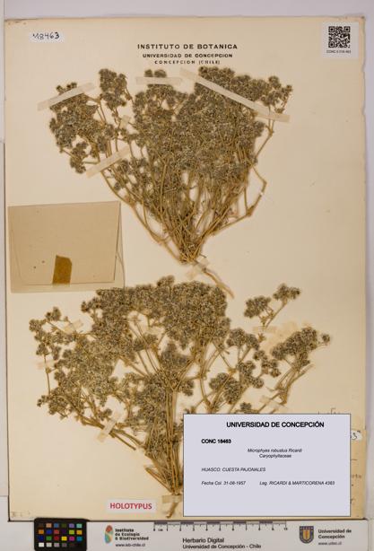 Microphyes robustus [Espécimen: UDEC:CONC:0018463]