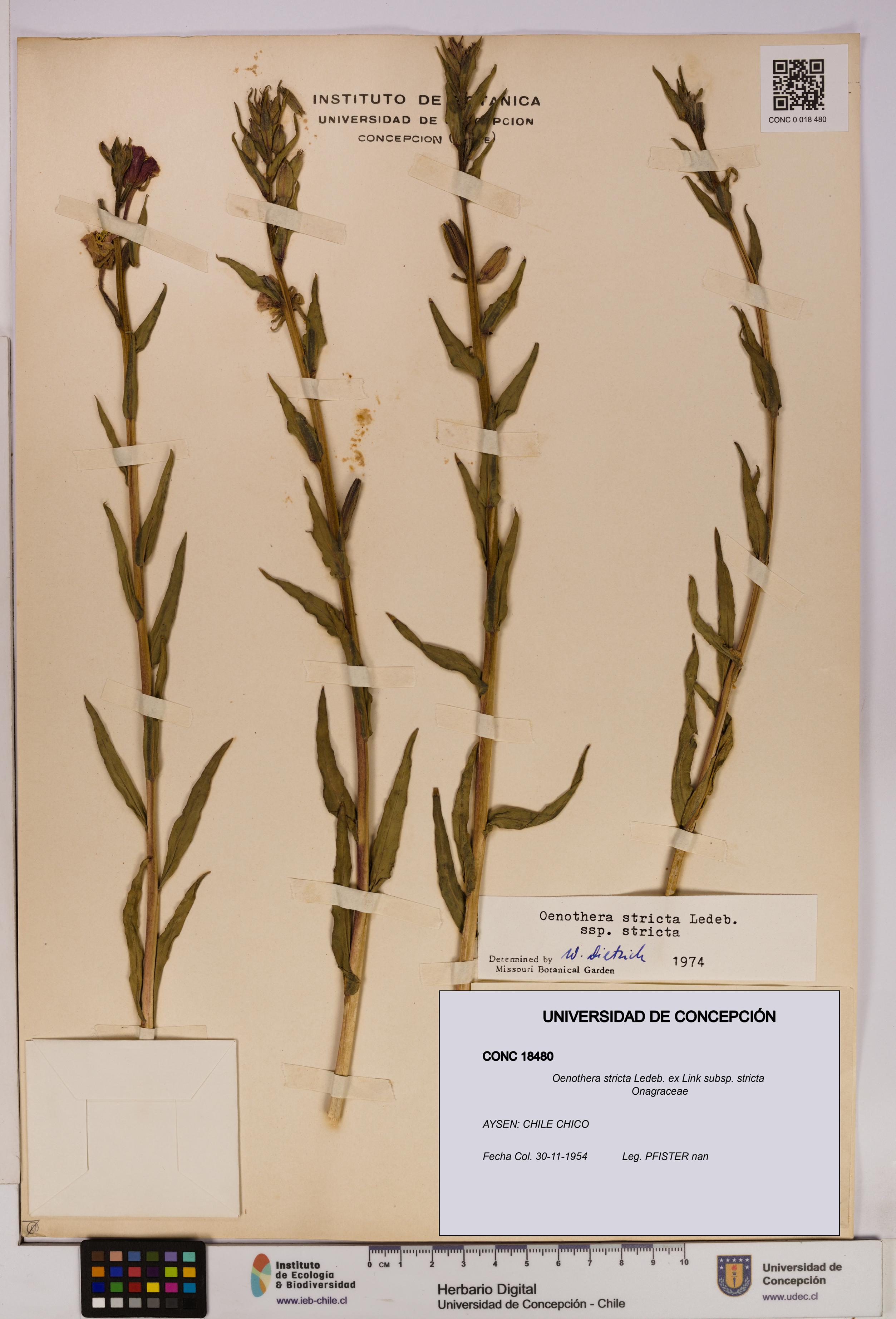 Oenothera stricta subsp. stricta [Espécimen: UDEC:CONC:0018480]