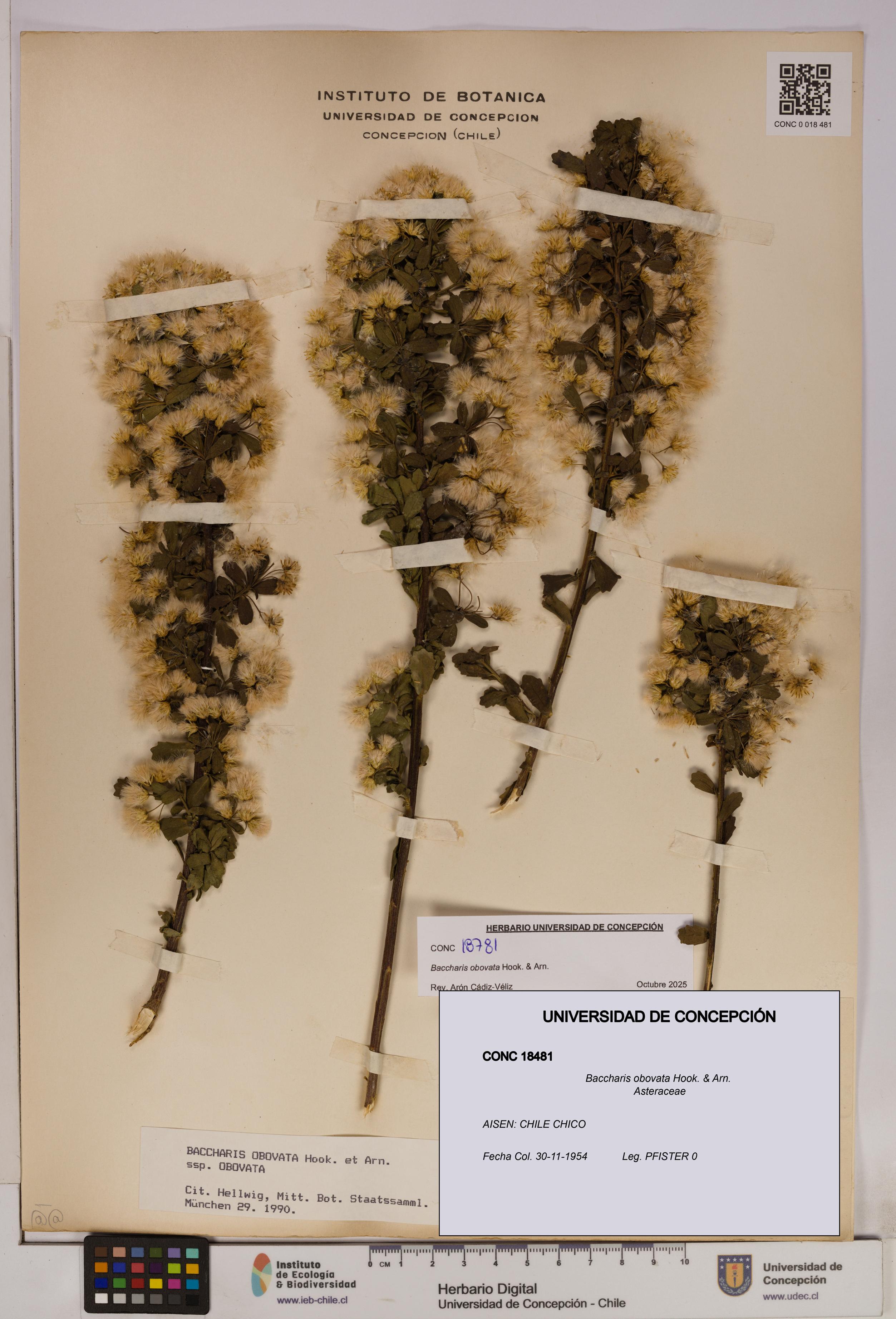 Baccharis obovata [Espécimen: UDEC:CONC:0018481]