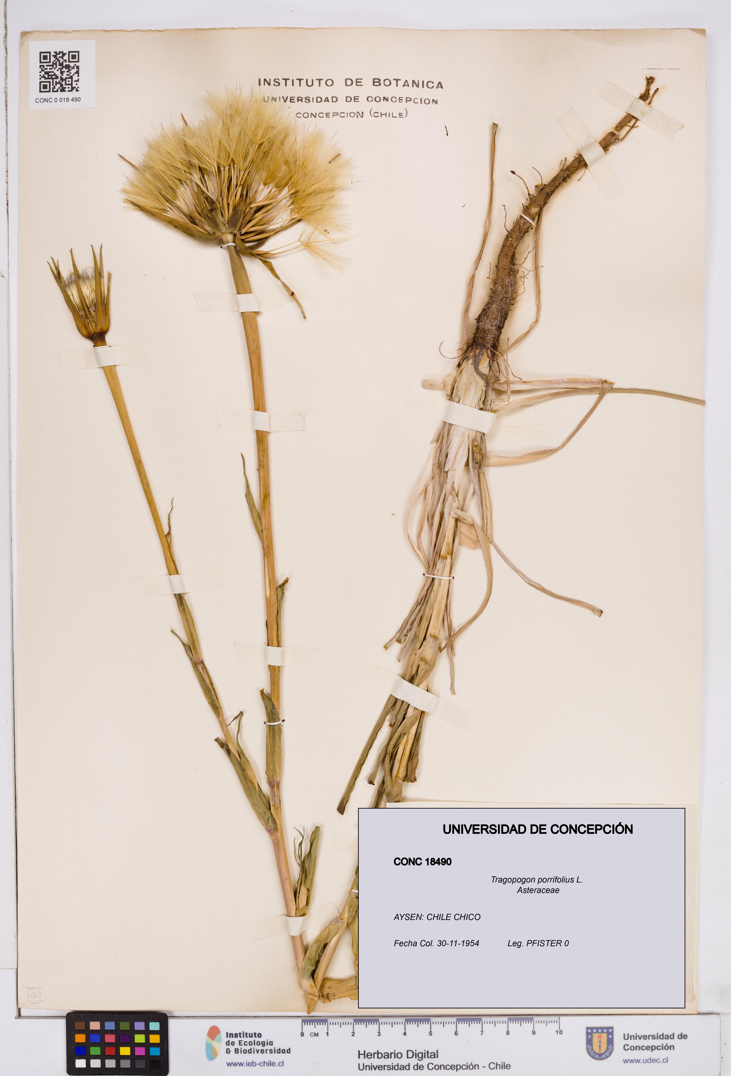 Tragopogon porrifolius [Espécimen: ]