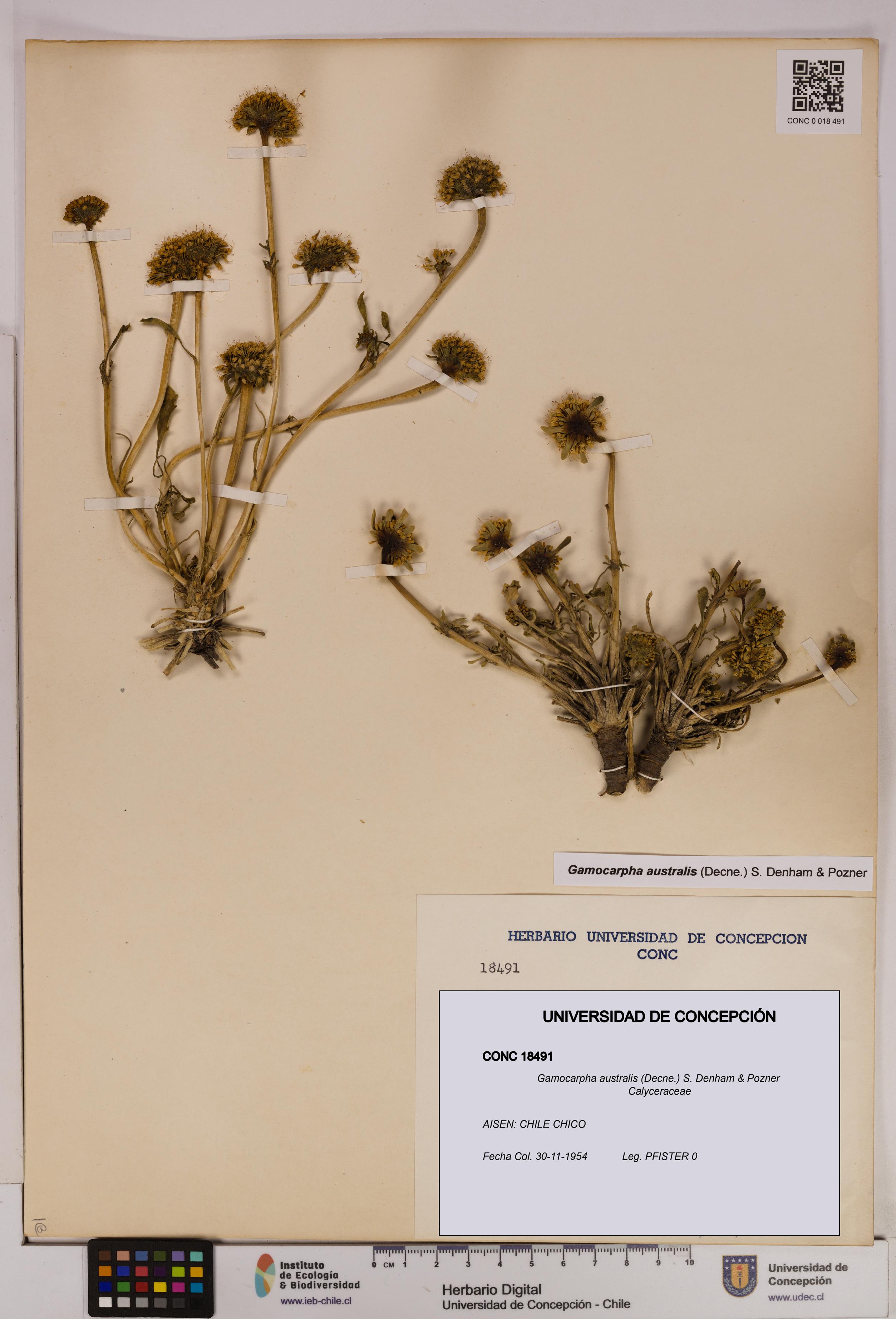 Gamocarpha australis [Espécimen: UDEC:CONC:0018491]