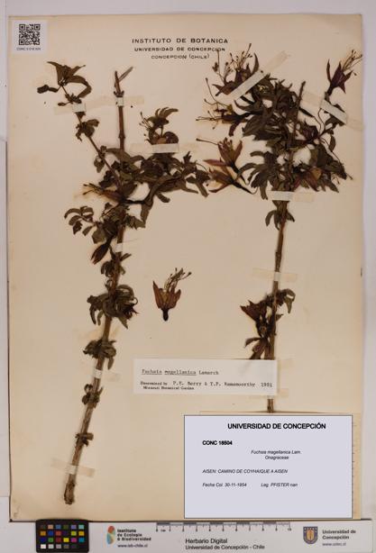 Fuchsia magellanica [Espécimen: UDEC:CONC:0018504]