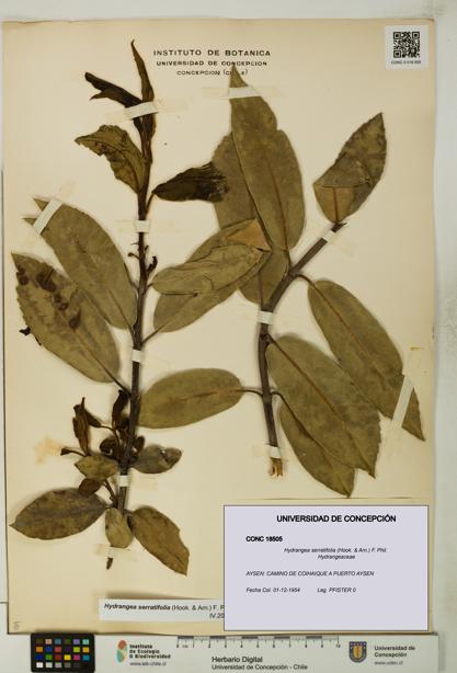 Hydrangea serratifolia [Espécimen: UDEC:CONC:0018505]