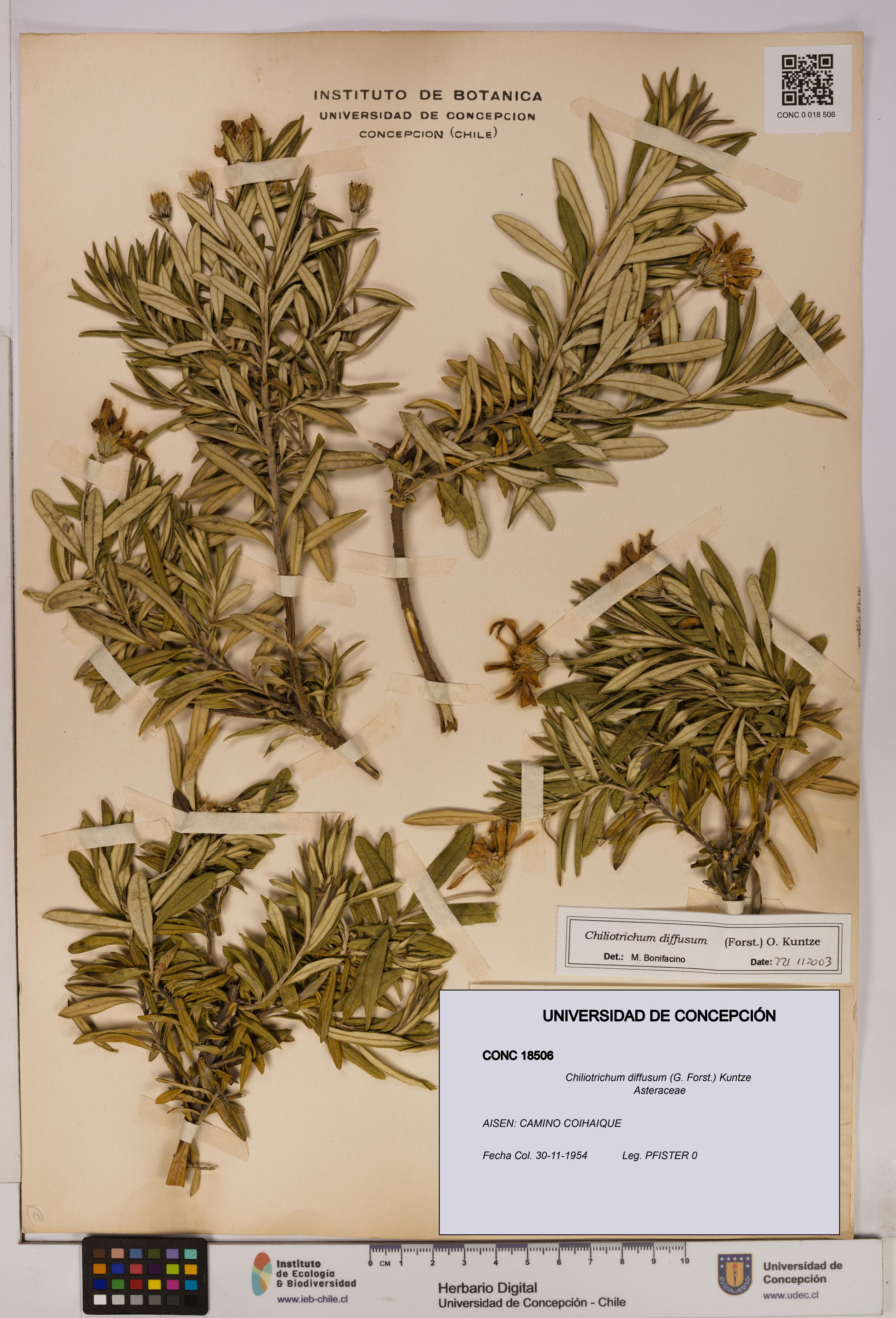 Chiliotrichum diffusum [Espécimen: UDEC:CONC:0018506]