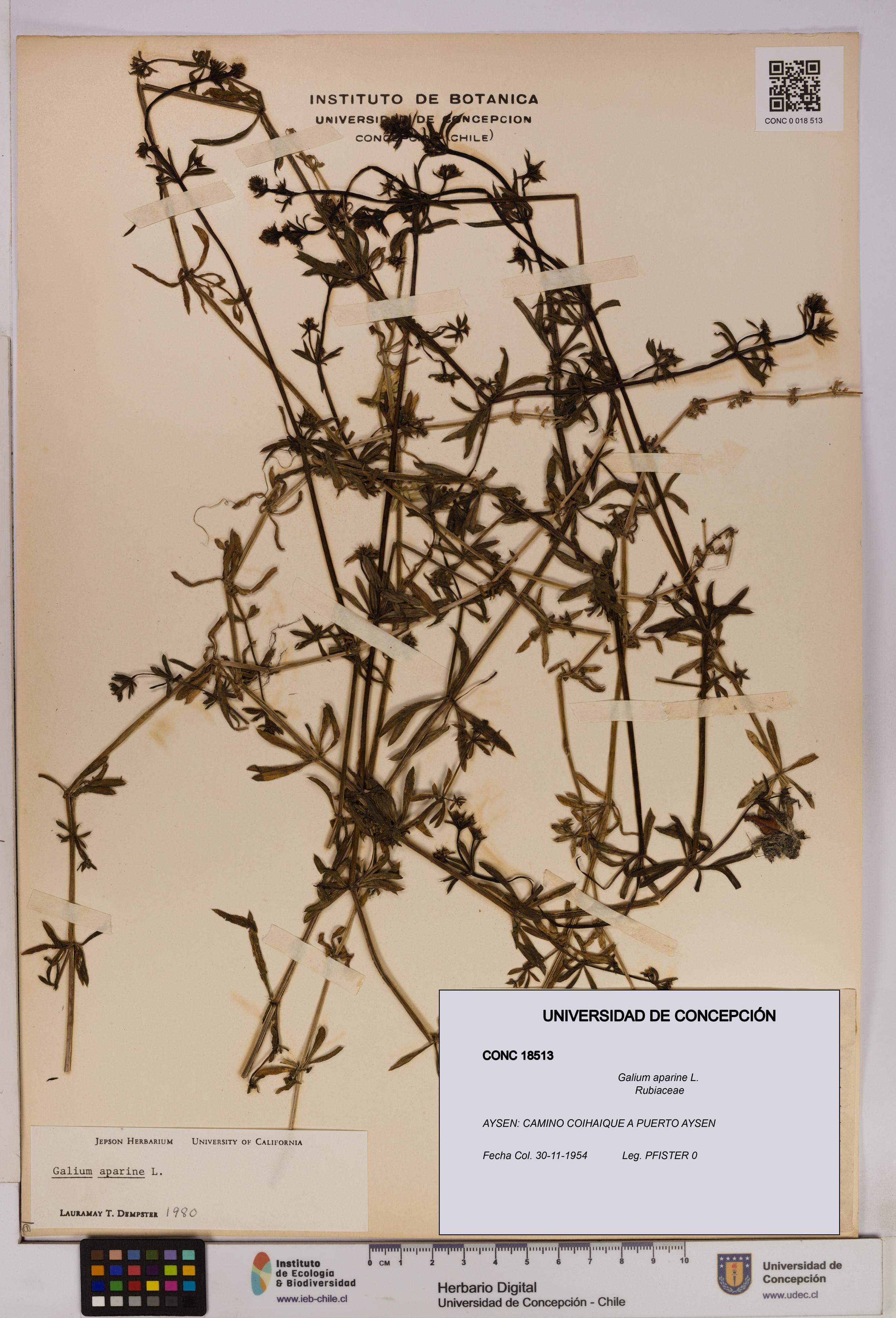 Galium aparine [Espécimen: UDEC:CONC:0018513]