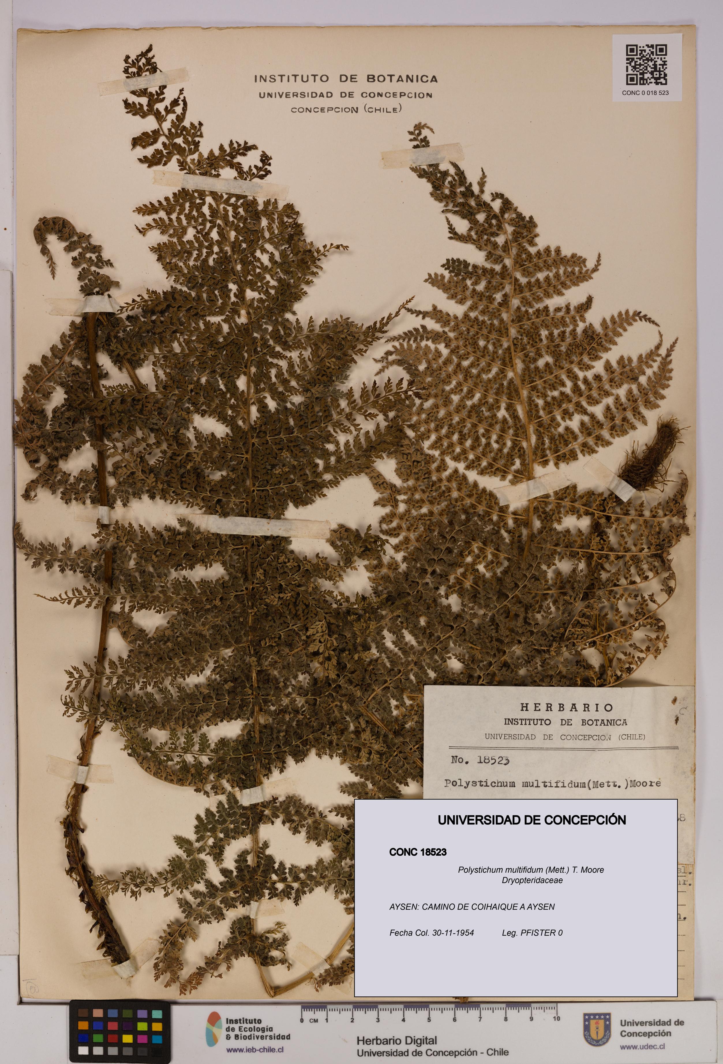 Polystichum multifidum [Espécimen: UDEC:CONC:0018523]
