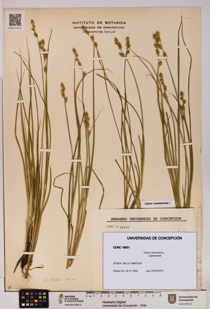 Carex canescens [Espécimen: UDEC:CONC:0018531]