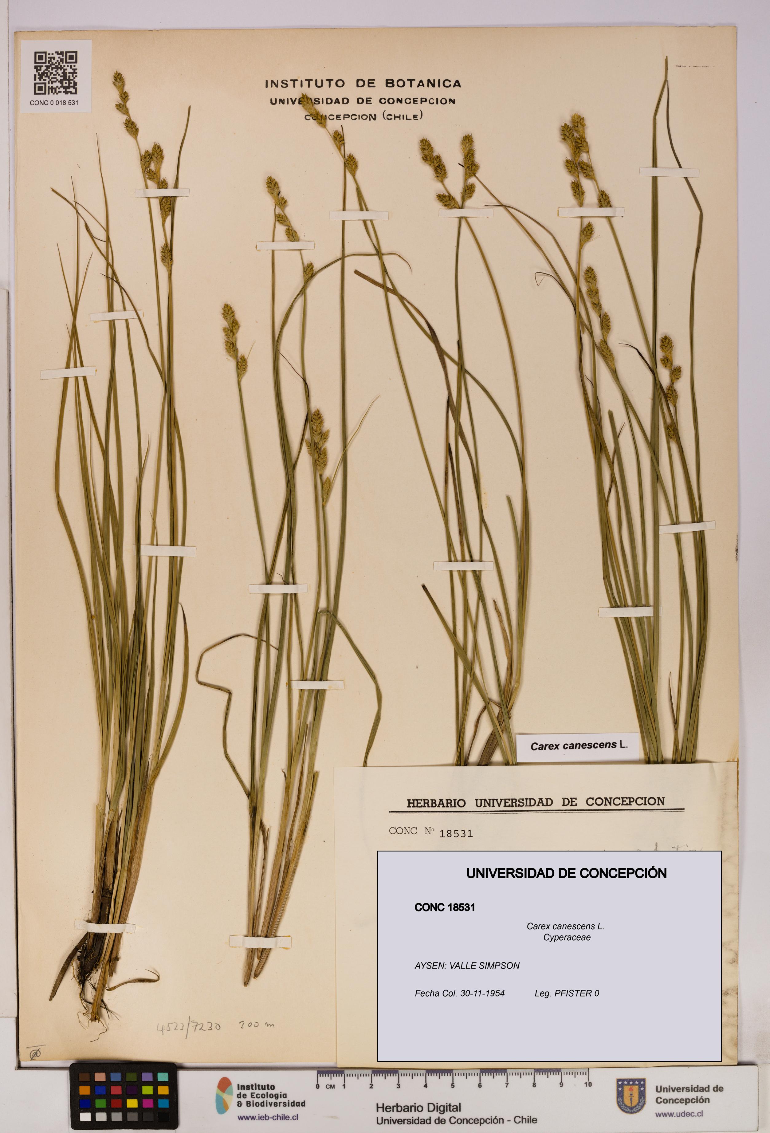 Carex canescens [Espécimen: UDEC:CONC:0018531]