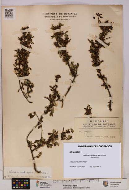 Discaria chacaye [Espécimen: UDEC:CONC:0018532]