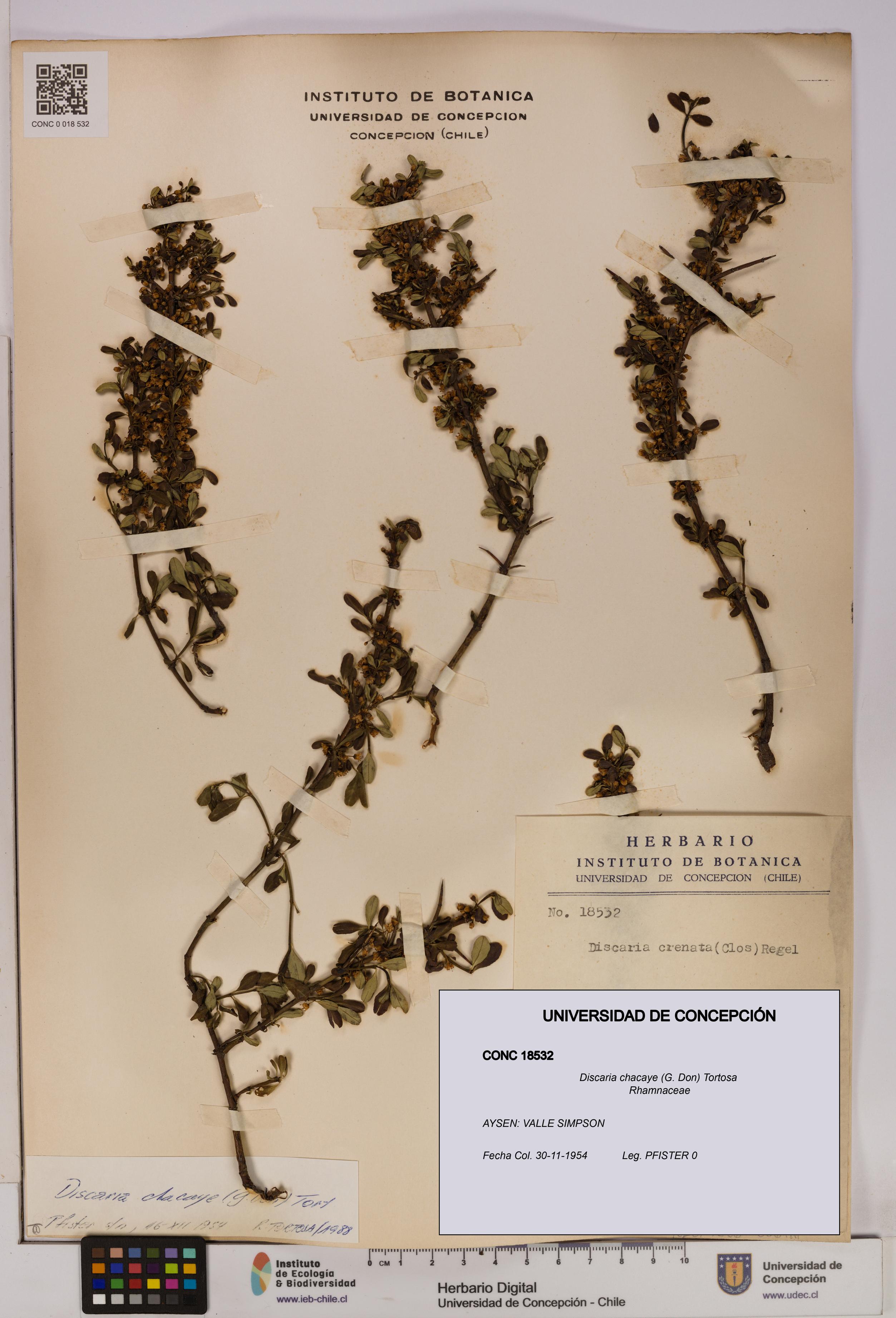 Discaria chacaye [Espécimen: UDEC:CONC:0018532]