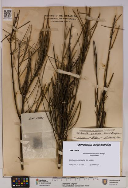 Retanilla ephedra [Espécimen: UDEC:CONC:0018535]