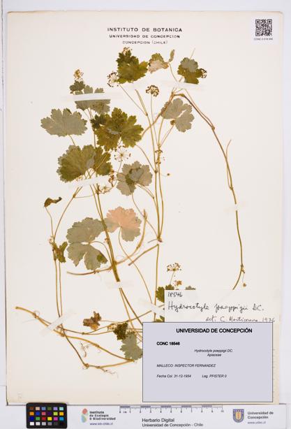 Hydrocotyle poeppigii [Espécimen: ]