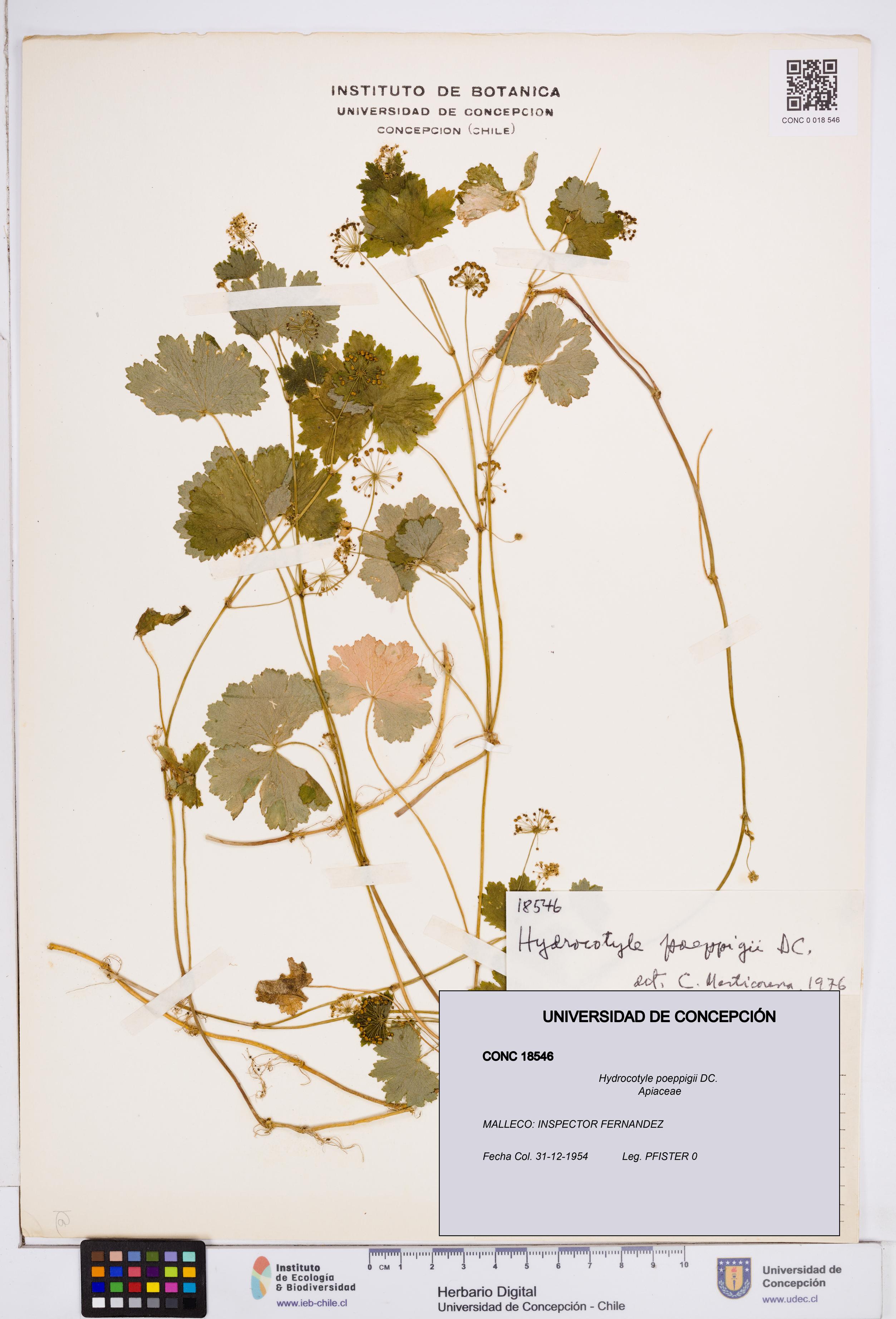 Hydrocotyle poeppigii [Espécimen: ]