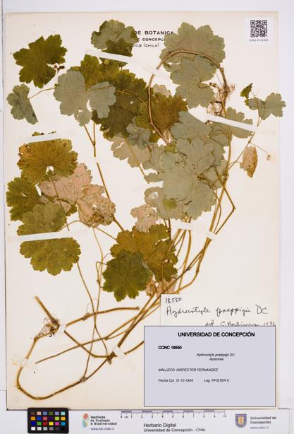 Hydrocotyle poeppigii [Espécimen: ]