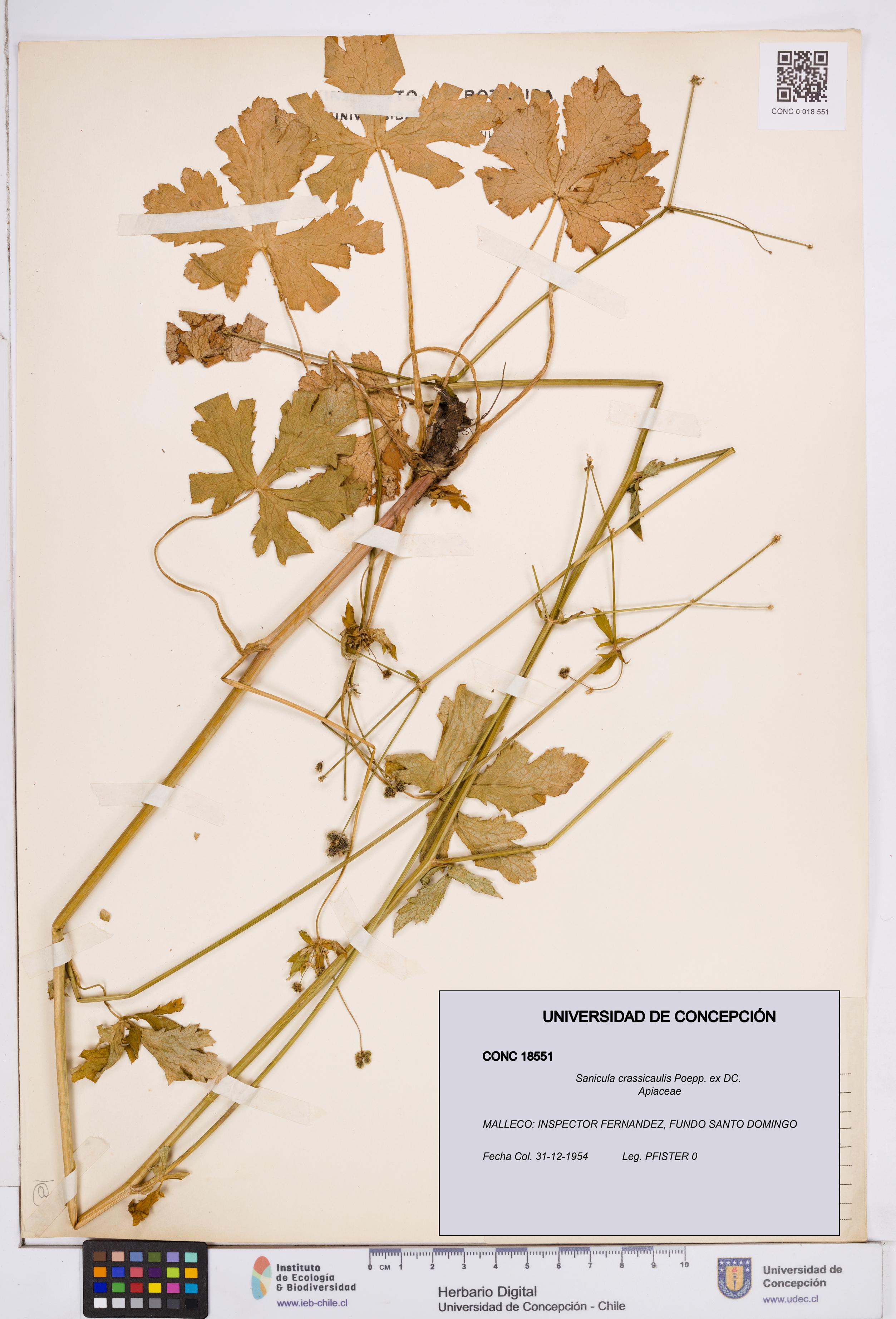 Sanicula crassicaulis [Espécimen: ]