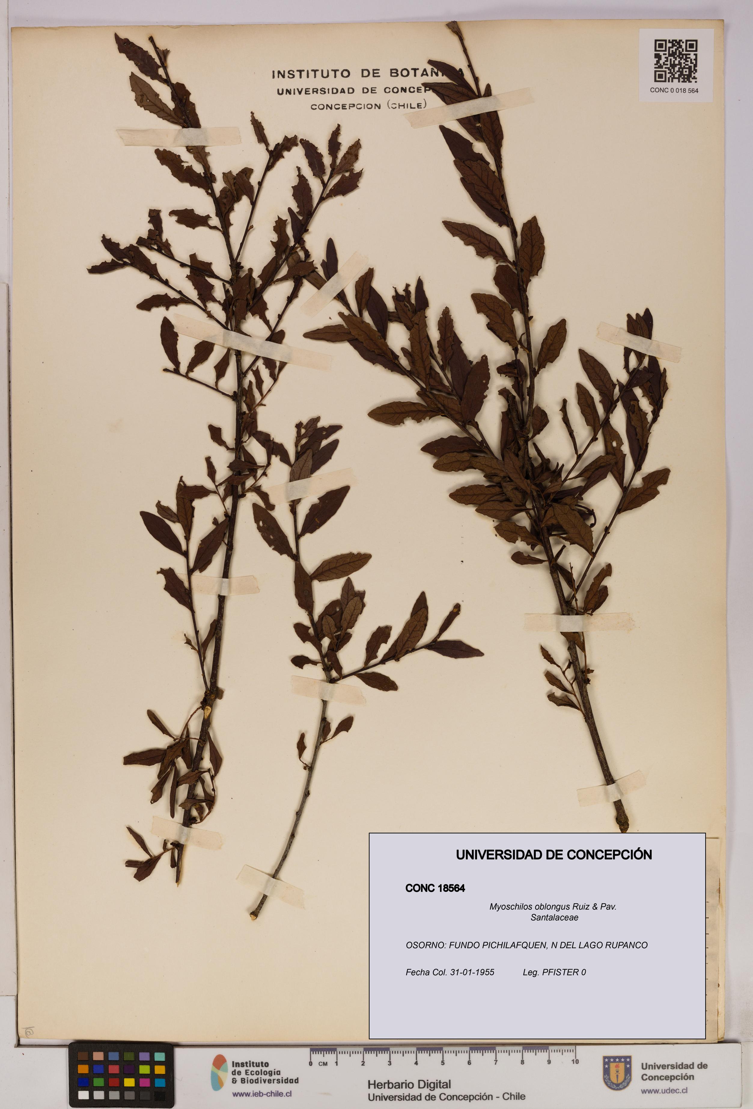 Myoschilos oblongus [Espécimen: UDEC:CONC:0018564]