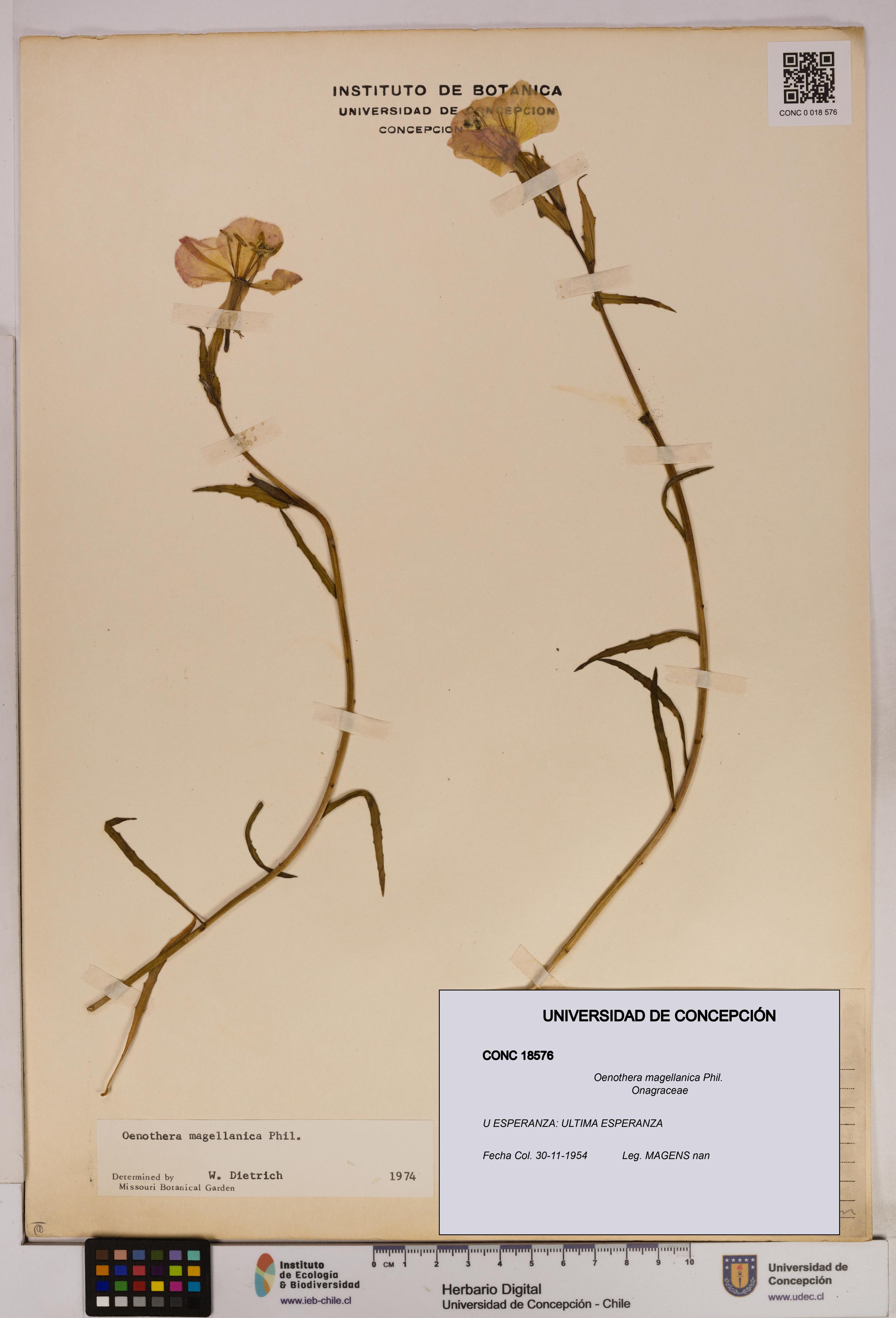 Oenothera magellanica [Espécimen: UDEC:CONC:0018576]