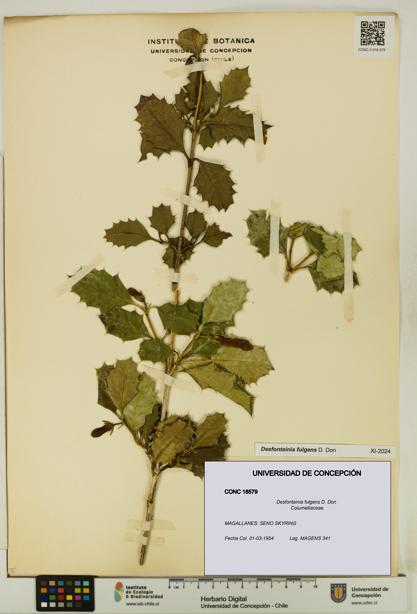 Desfontainia fulgens [Espécimen: UDEC:CONC:0018579]