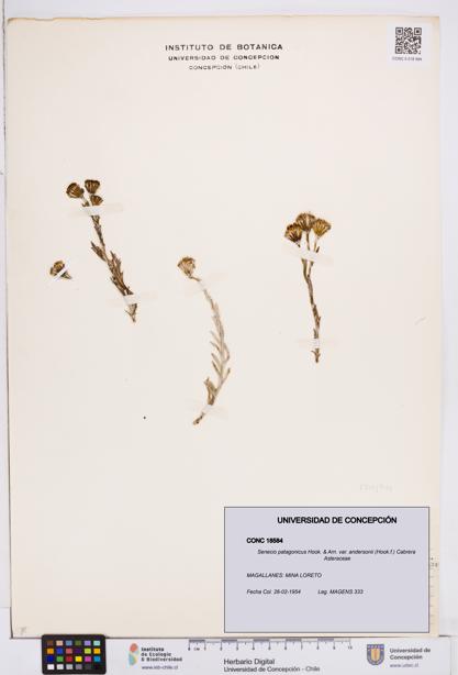 Senecio patagonicus var. andersonii [Espécimen: ]