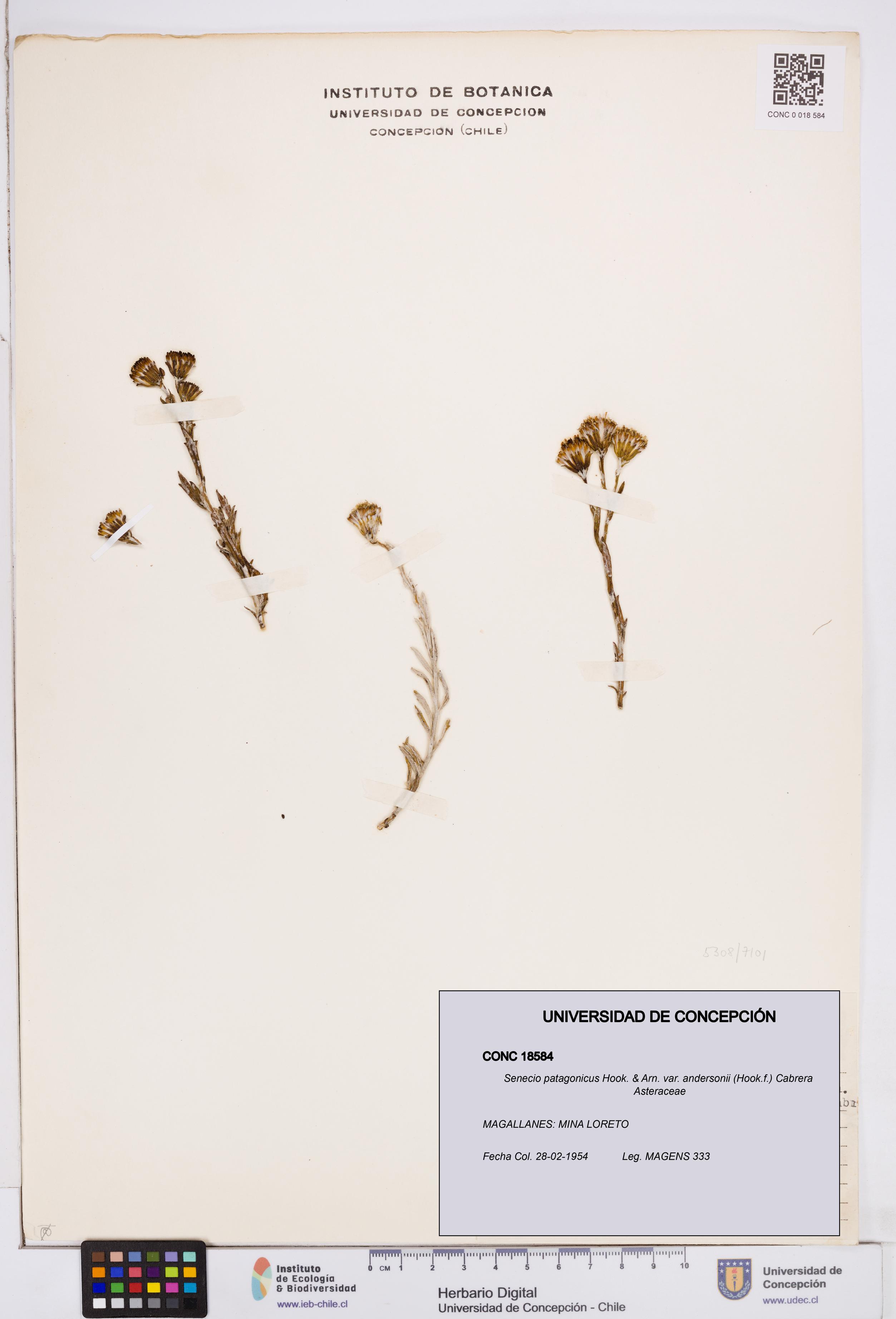 Senecio patagonicus var. andersonii [Espécimen: ]