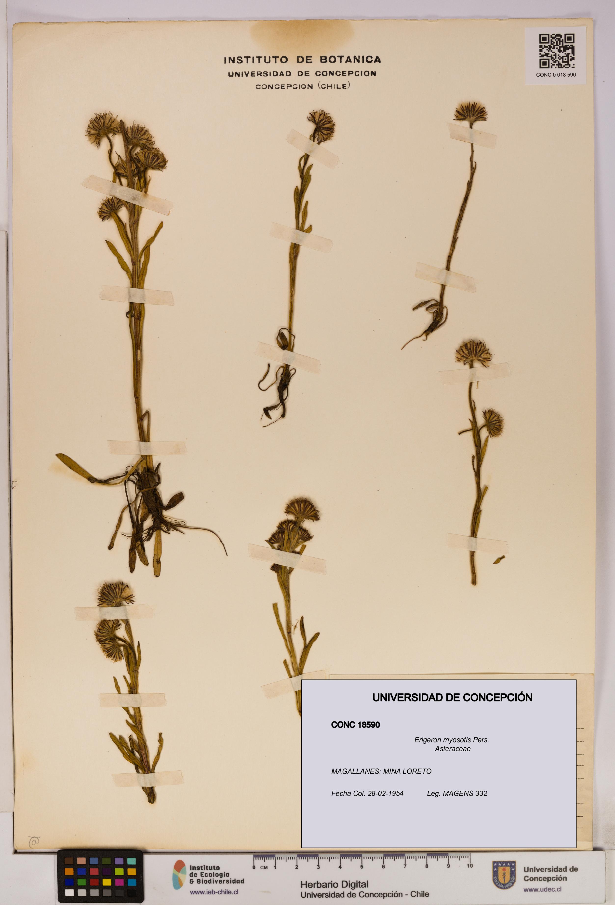 Erigeron myosotis [Espécimen: UDEC:CONC:0018590]