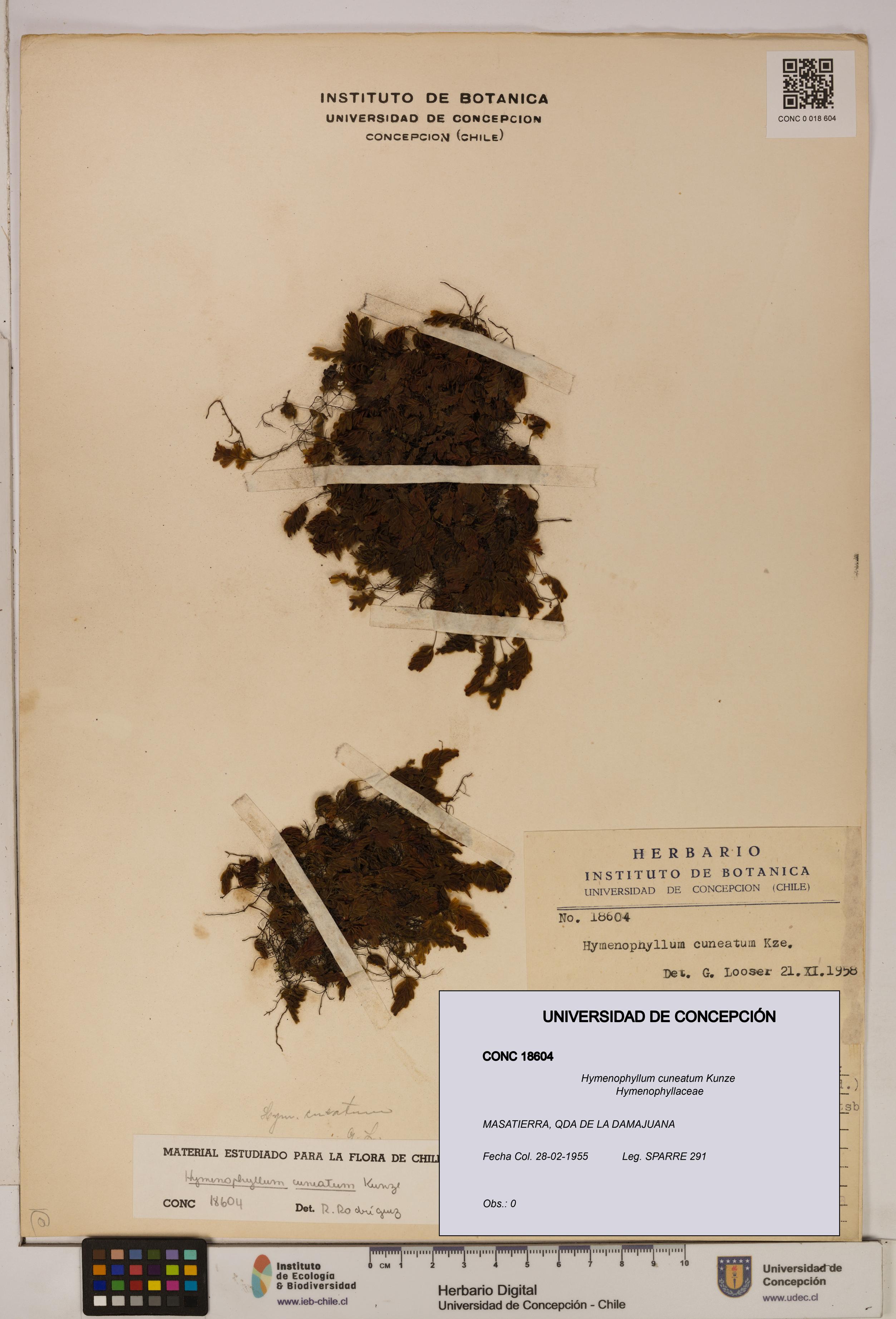 Hymenophyllum cuneatum [Espécimen: UDEC:CONC:0018604]