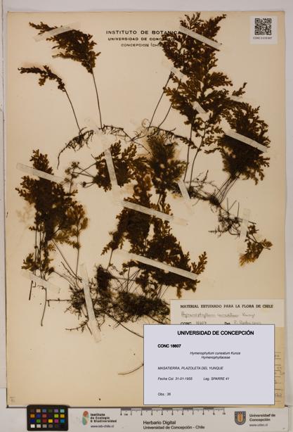 Hymenophyllum cuneatum [Espécimen: UDEC:CONC:0018607]