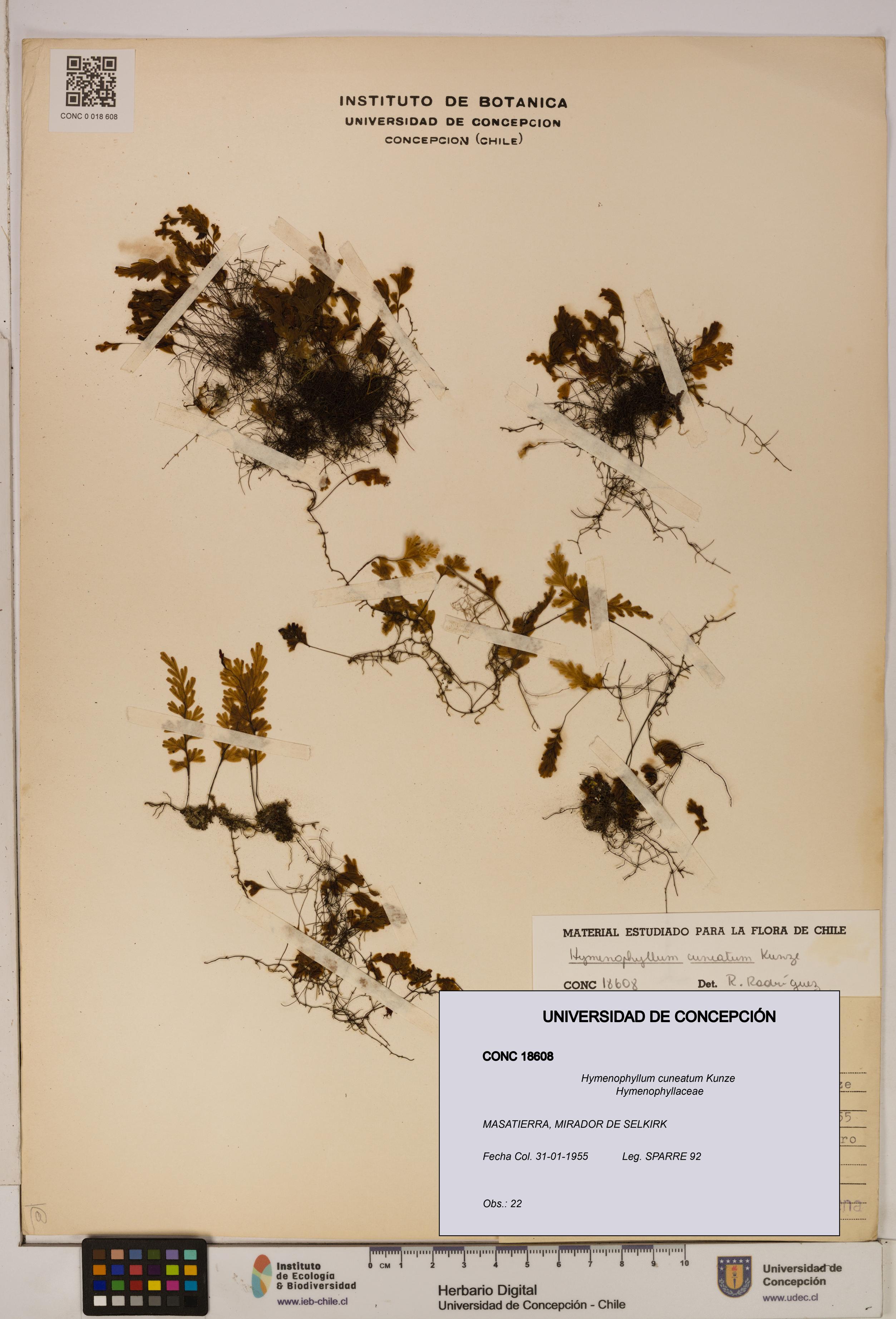 Hymenophyllum cuneatum [Espécimen: UDEC:CONC:0018608]
