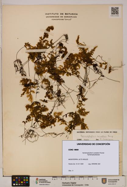 Hymenophyllum cuneatum [Espécimen: UDEC:CONC:0018609]