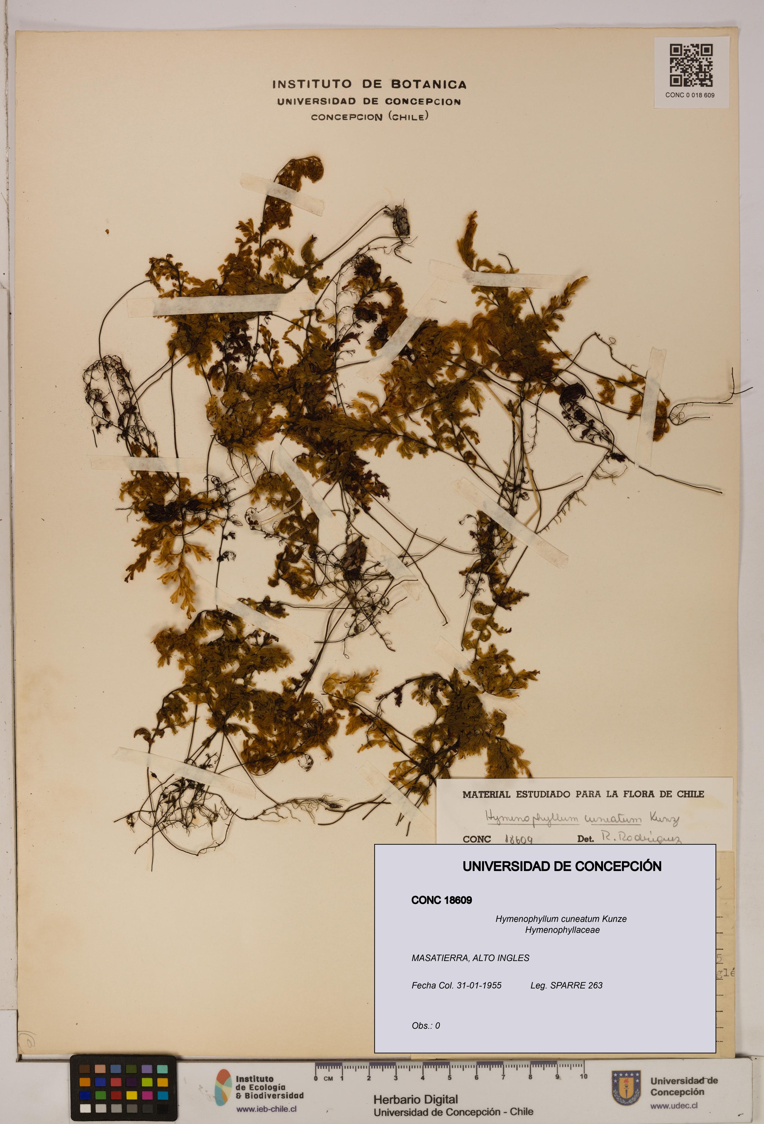 Hymenophyllum cuneatum [Espécimen: UDEC:CONC:0018609]