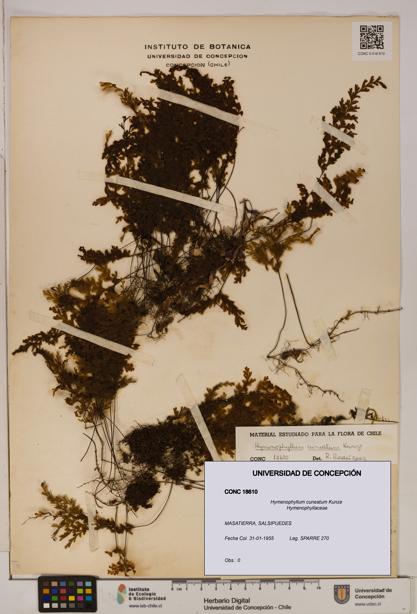Hymenophyllum cuneatum [Espécimen: UDEC:CONC:0018610]