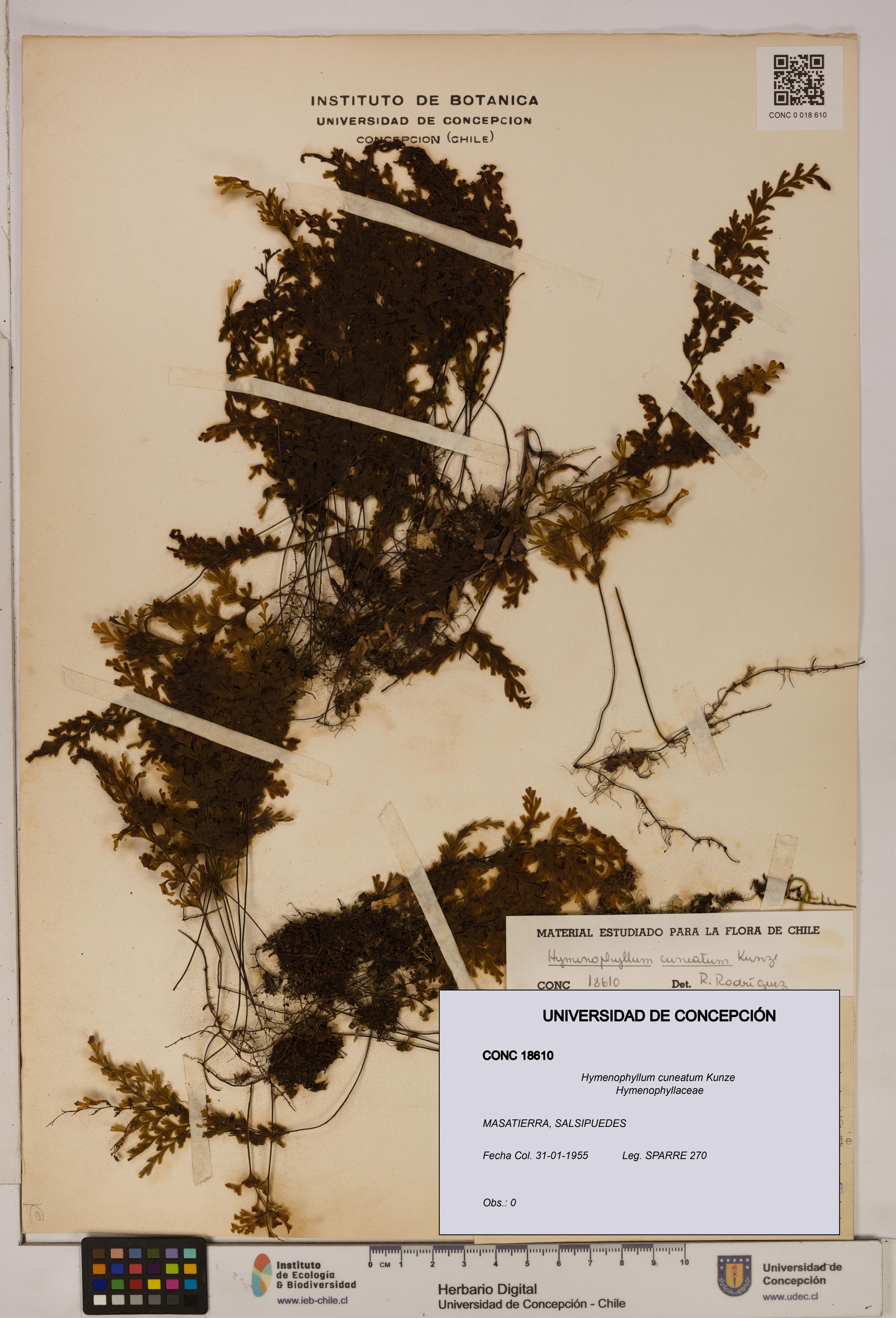 Hymenophyllum cuneatum [Espécimen: UDEC:CONC:0018610]