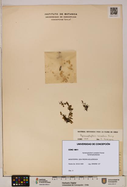 Hymenophyllum cuneatum [Espécimen: UDEC:CONC:0018611]