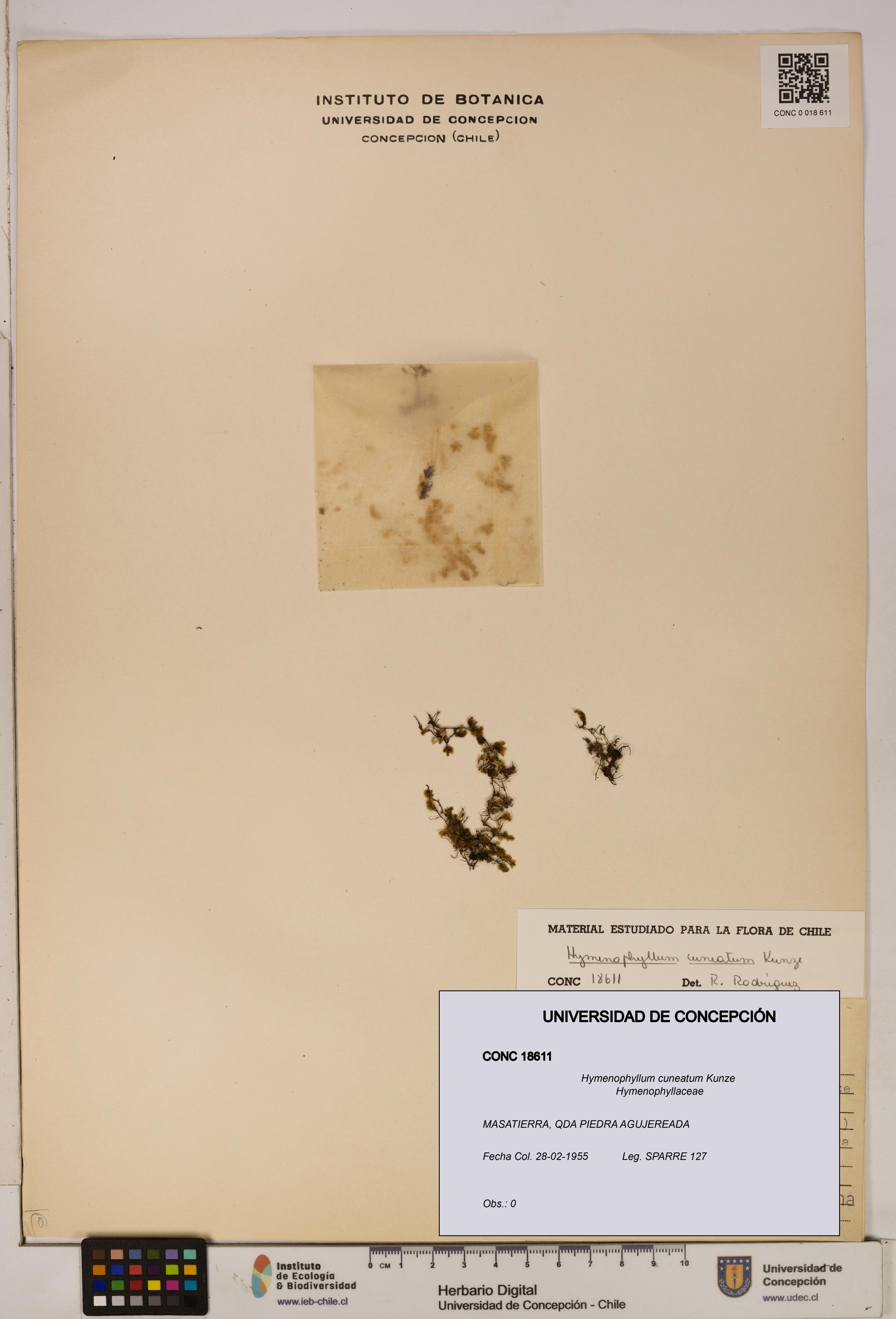 Hymenophyllum cuneatum [Espécimen: UDEC:CONC:0018611]