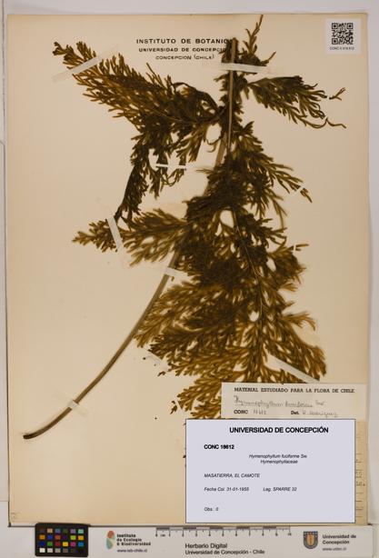 Hymenophyllum fuciforme [Espécimen: UDEC:CONC:0018612]