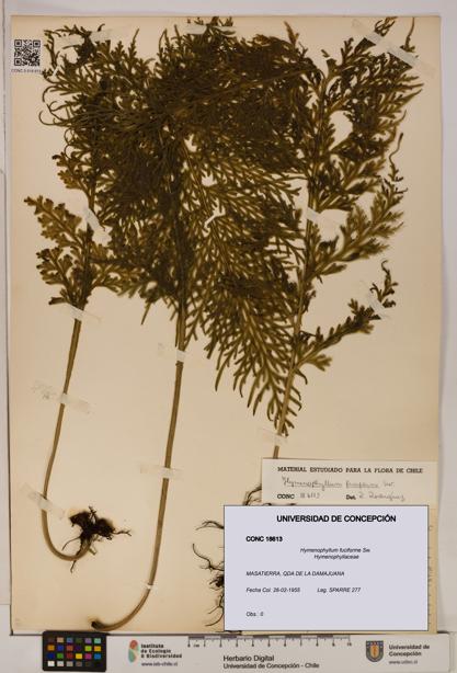 Hymenophyllum fuciforme [Espécimen: UDEC:CONC:0018613]